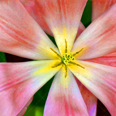 安全的自助渠道推荐的电话验证码轰炸免费