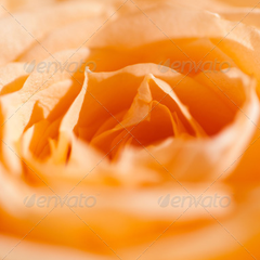 网络电话呼叫软件免费版